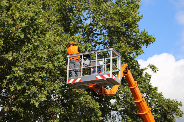 Best Tree Disease Treatment  in Shaw, MS